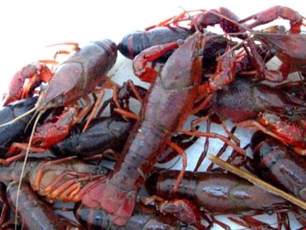 Long An discovered a facility raising 7,500 red crayfish